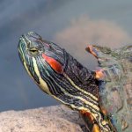 Trachemys scripta foto di Charles J Sharp